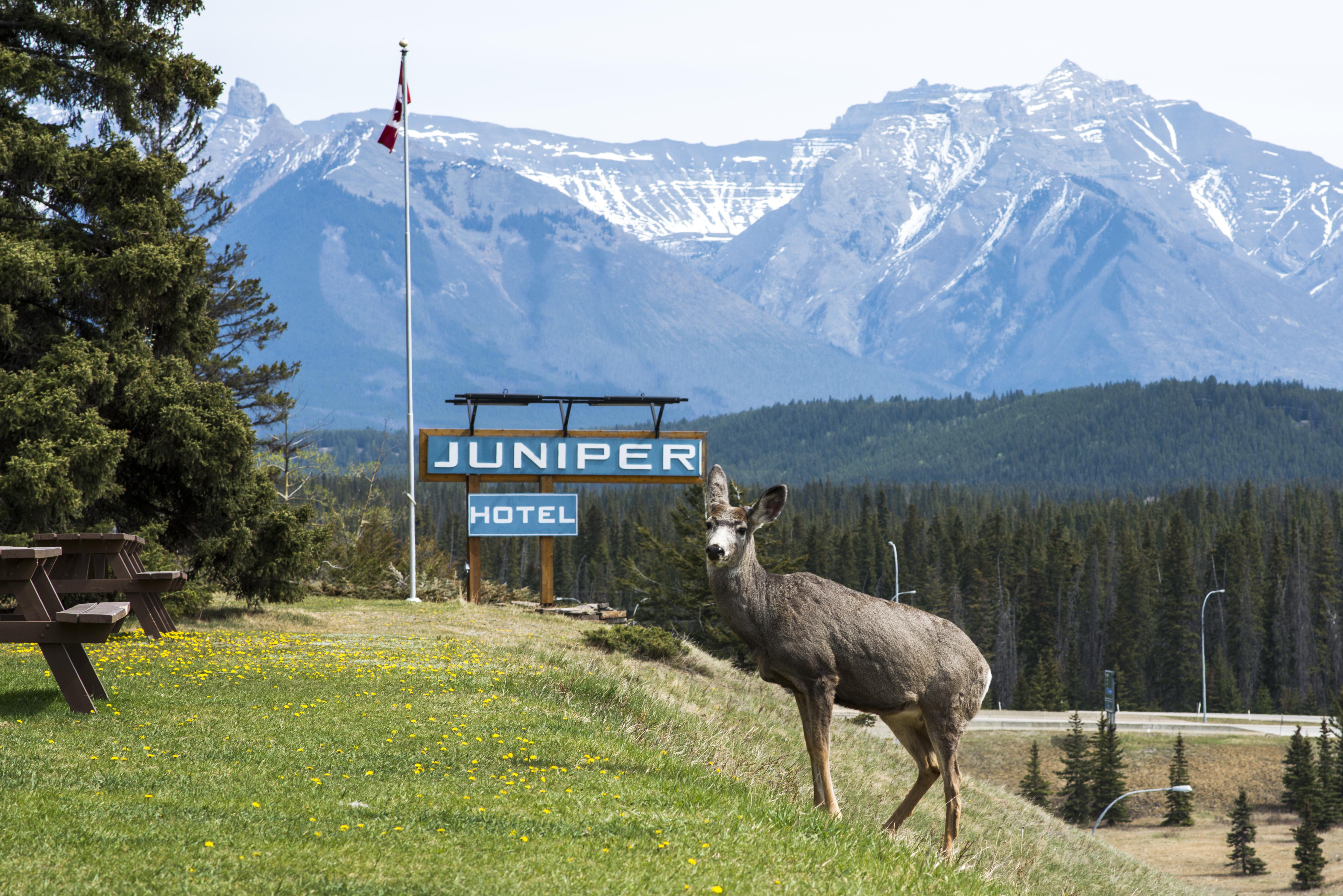 The Juniper Hotel & Bistro Banff Esterno foto